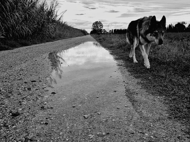 Foto cane che cammina nell'acqua