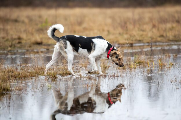 Dog walking on wet autumn field cloudy day