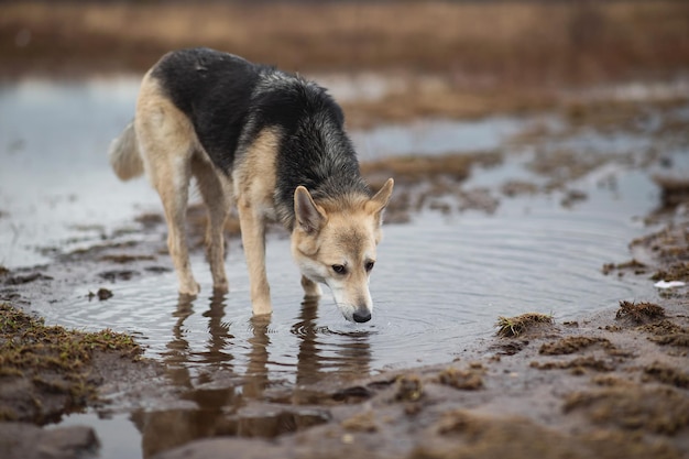 Dog walking on wet spring field cloudy day