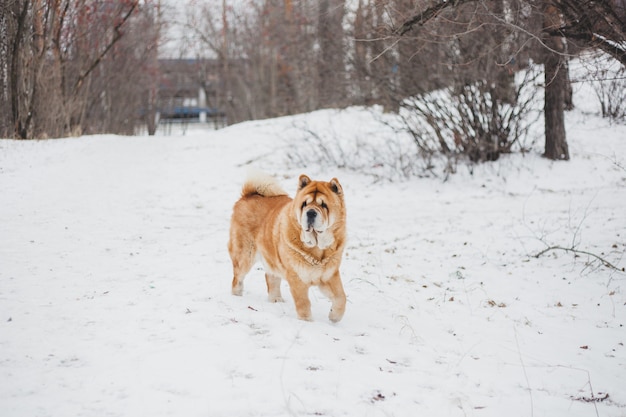 冬の公園、ペットと冬、ペットの世話で歩く犬