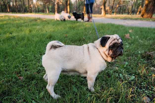 Dog walking with many pugs professional dog walker walking dogs in autumn sunset park walking the