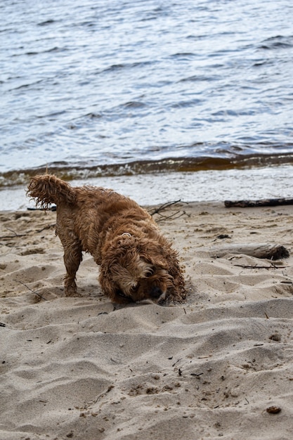 A dog walks along the riverbank