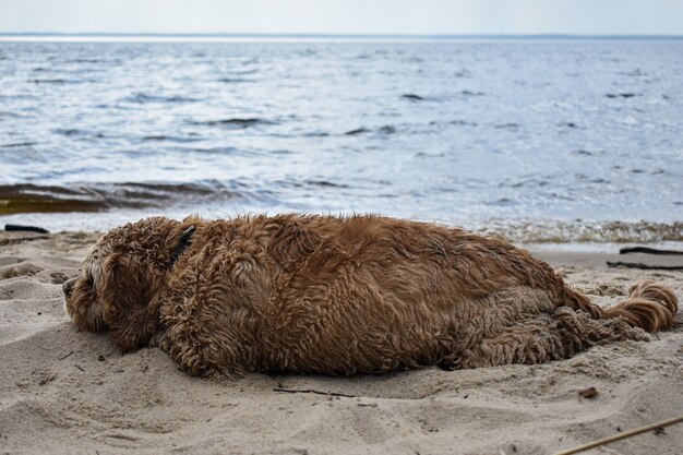 A dog walks along the riverbank