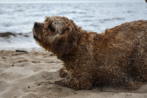 A dog walks along the riverbank