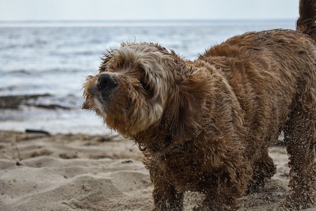 A dog walks along the riverbank