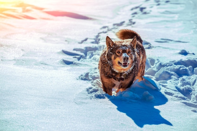 A dog walks in deep snow on a snowy field on a sunny winter day