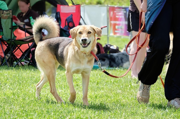 The dog walks on a leash on the grass without a muzzle