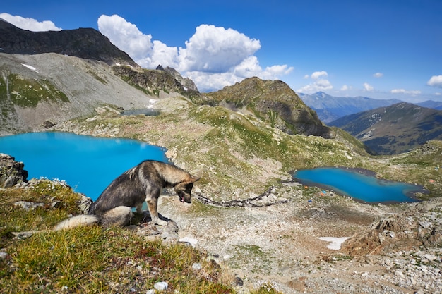 Dog walks in the mountains against the blue of lakes, the Caucasus Arkhyz