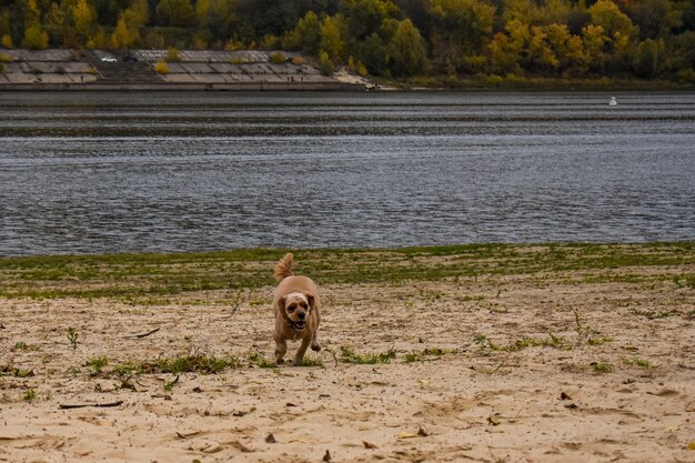 Dog walks on the river bank