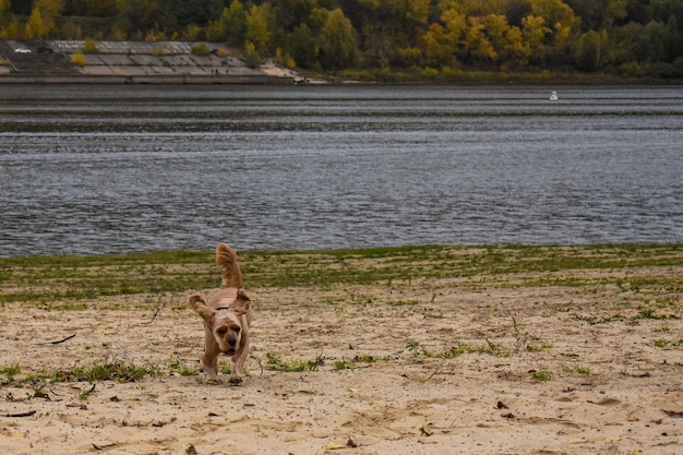 Dog walks on the river bank