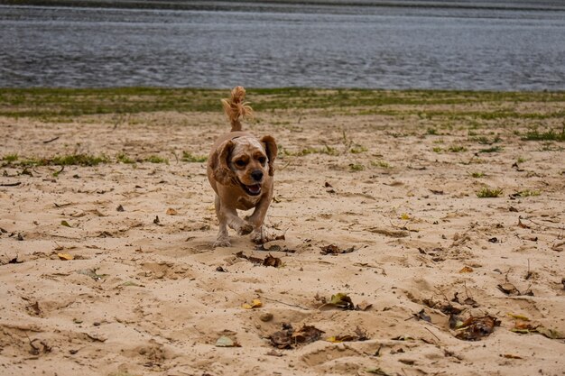 Dog walks on the river bank