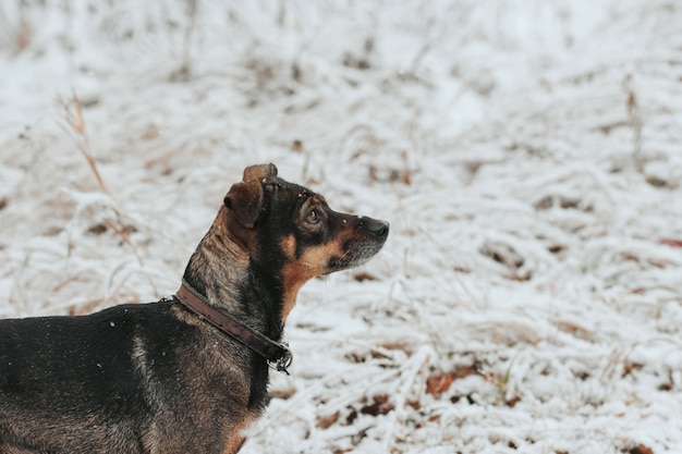  The dog walks in the snow