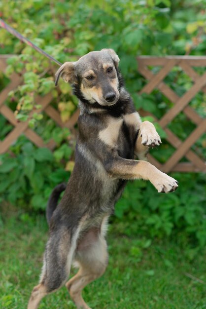 犬は夏にひもにつないで公共の公園を散歩しますペットの概念とペットの責任と世話