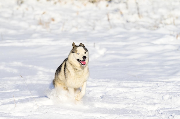 A dog walks in the winter a dog running in the snow a happy pet