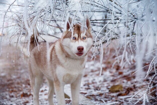 Dog walks in winter forest, Siberian husky