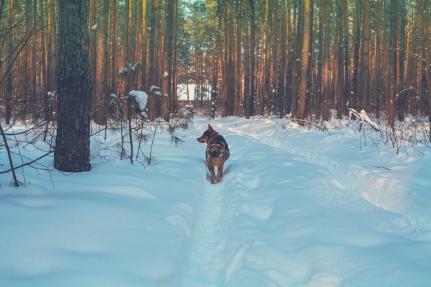 A dog walks in the winter pine forest on a sunny day