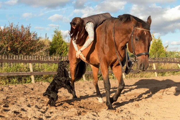 Dog wants to see the owner, who is sitting on a brown horse