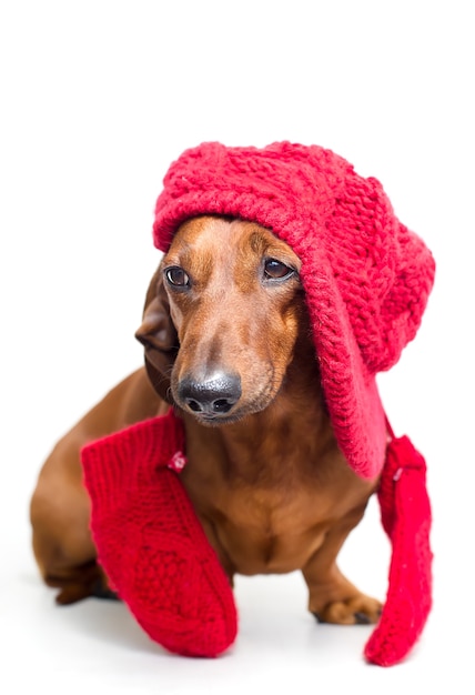 Dog in a warm hat and gloves