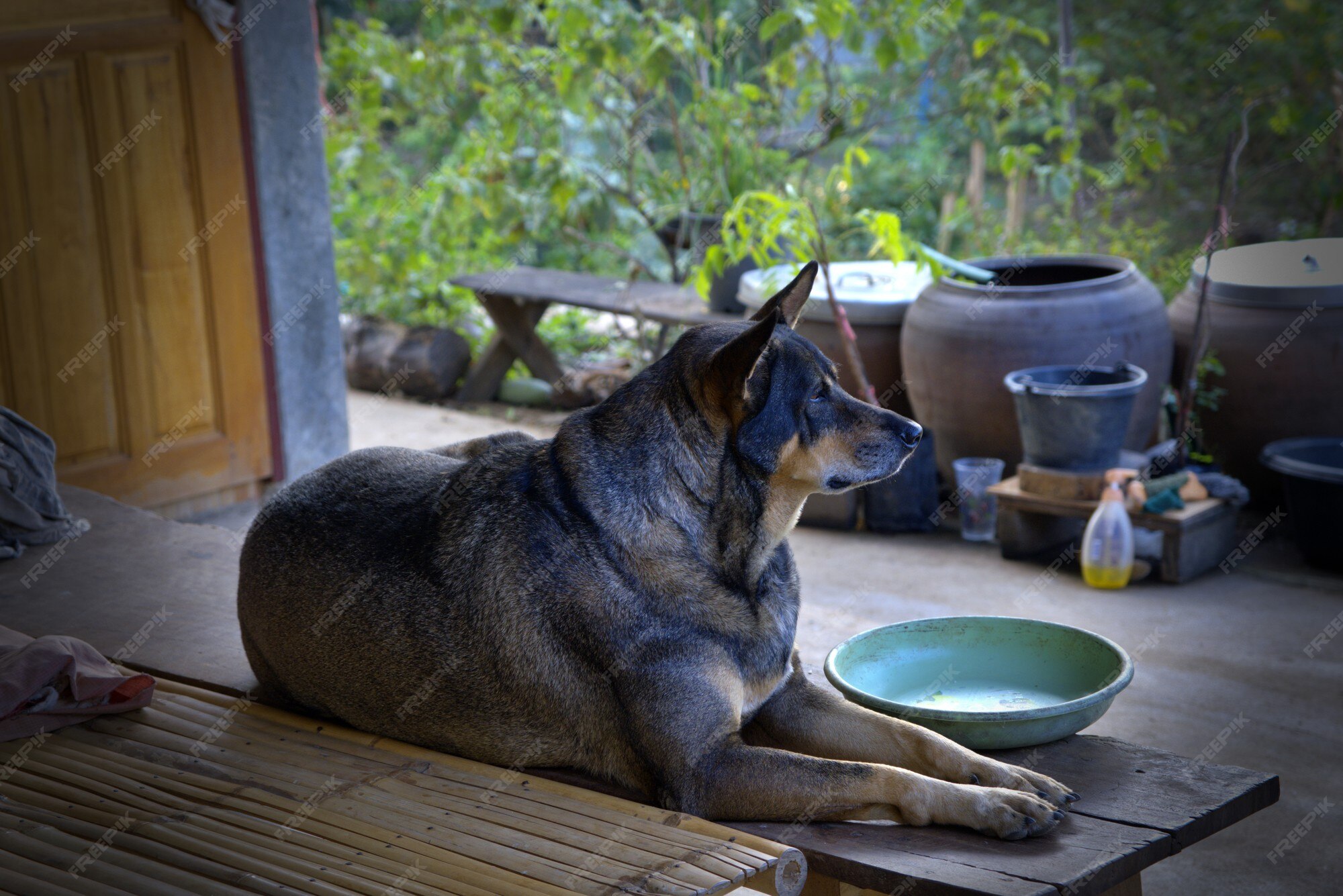 Premium Photo | The dog was lying on the wooden floor alone with empty
