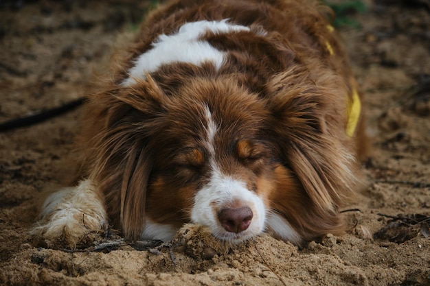 犬は活発な散歩やゲームの後で疲れていて、休むために横になっていました オーストラリアン シェパード レッド トリコロール