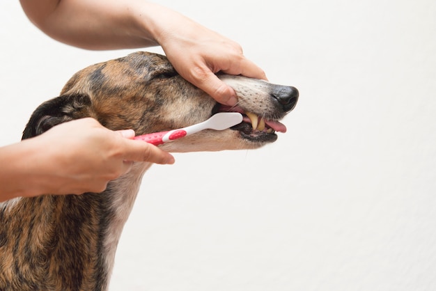 Dog washing teeth with hand