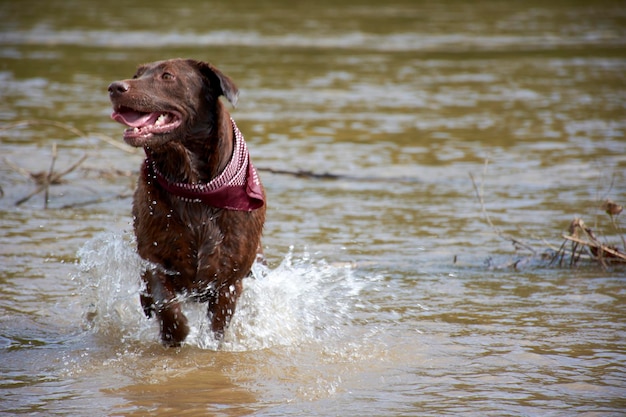 Photo a dog in the water is walking in the water