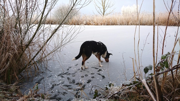 水中の犬