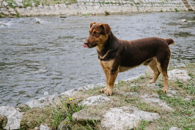 水上の犬