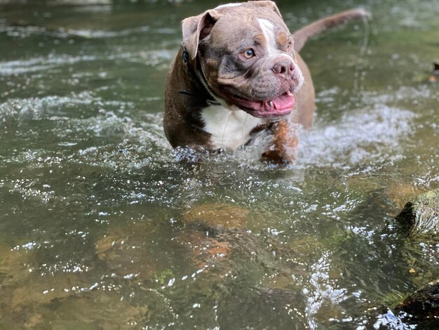 Photo dog in water