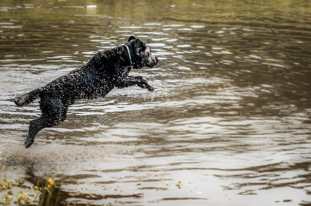 Foto cane sull'acqua