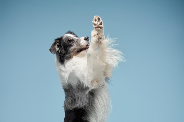 青い背景に足の青い大理石を振っている犬従順なボーダーコリー