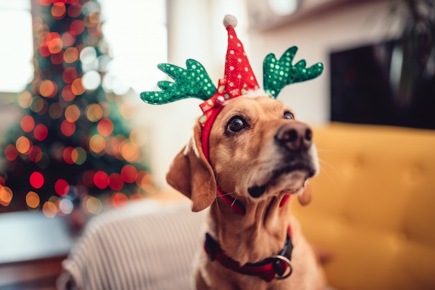 Dog wearing antlers sitting on the yellow sofa