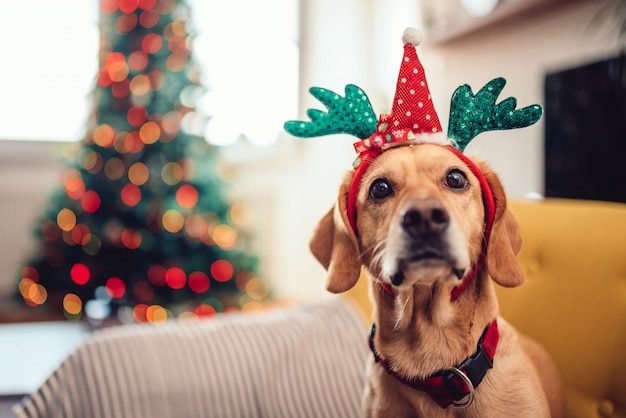 黄色のソファーに座っている枝角を着ている犬