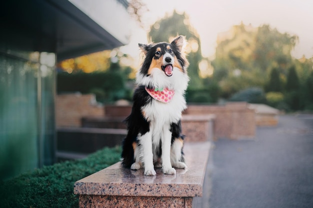 A dog wearing a bandana sits on a stone bench outside.