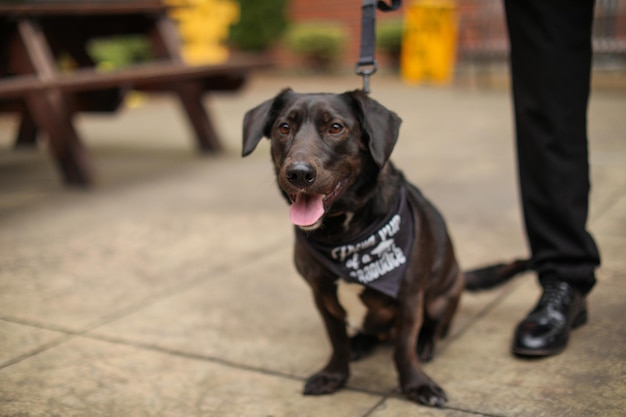 A dog wearing a bandana that says i'm a nurse