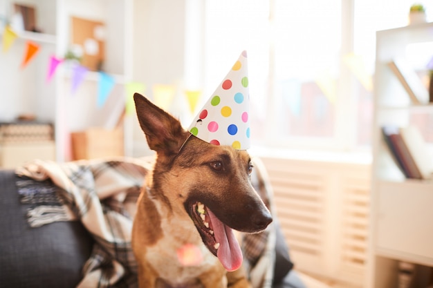 誕生日の帽子をかぶっている犬