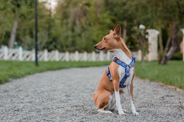 A dog wearing a blue harness sits on a gravel path.