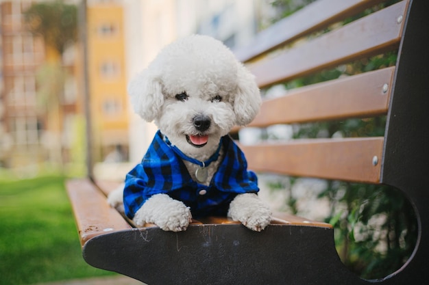A dog wearing a blue plaid shirt