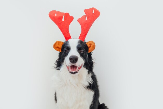 クリスマスの衣装を着ている犬白い背景で隔離の赤い鹿の角の帽子