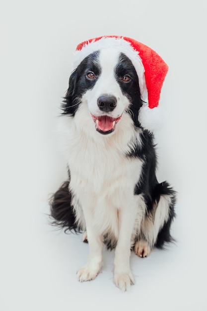 白い背景で隔離のクリスマス衣装赤いサンタクロースの帽子をかぶって犬