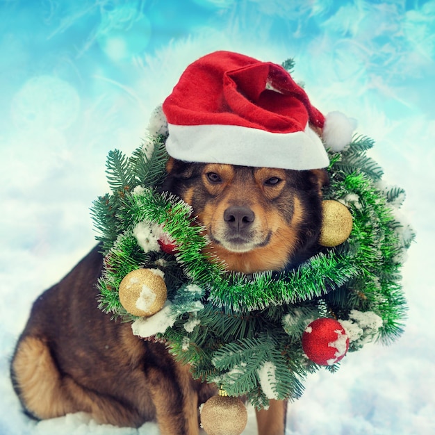 Dog wearing christmas wreath sitting outdoors in snow