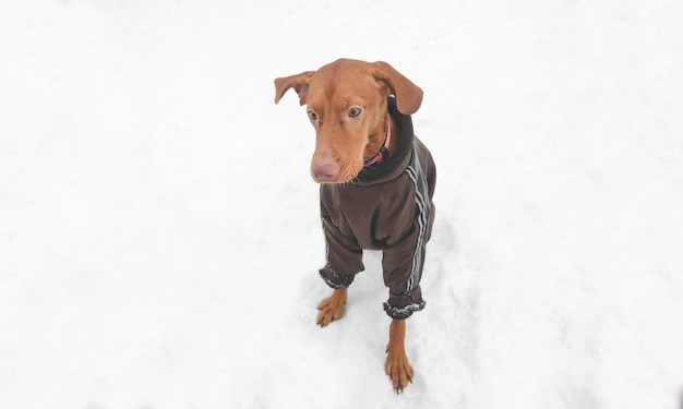 Foto cane che indossa vestiti seduto