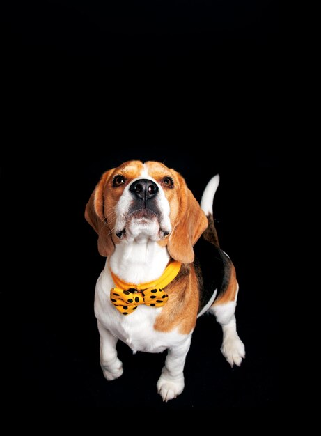 A dog wearing a collar that says'bone'on it