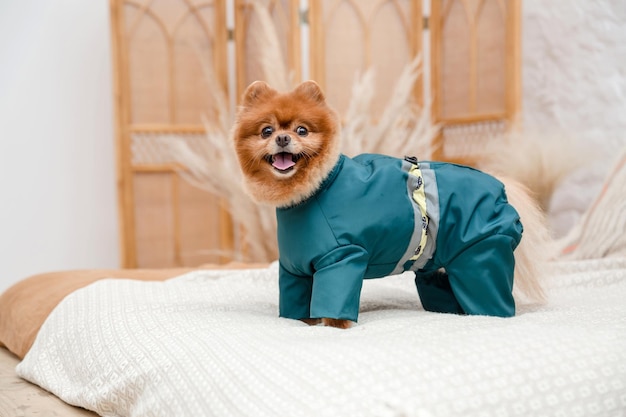 Photo a dog wearing a costume that says dog in a suit.