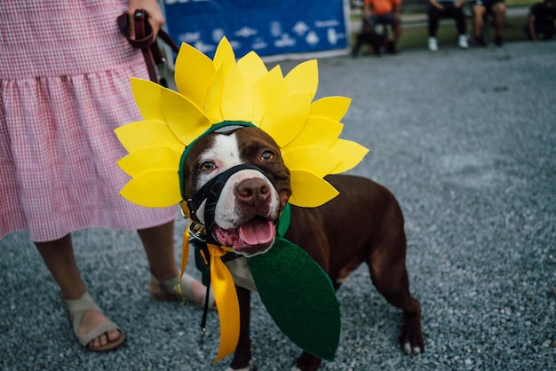 Foto un cane che indossa un cappello a fiori indossa un costume da girasole giallo