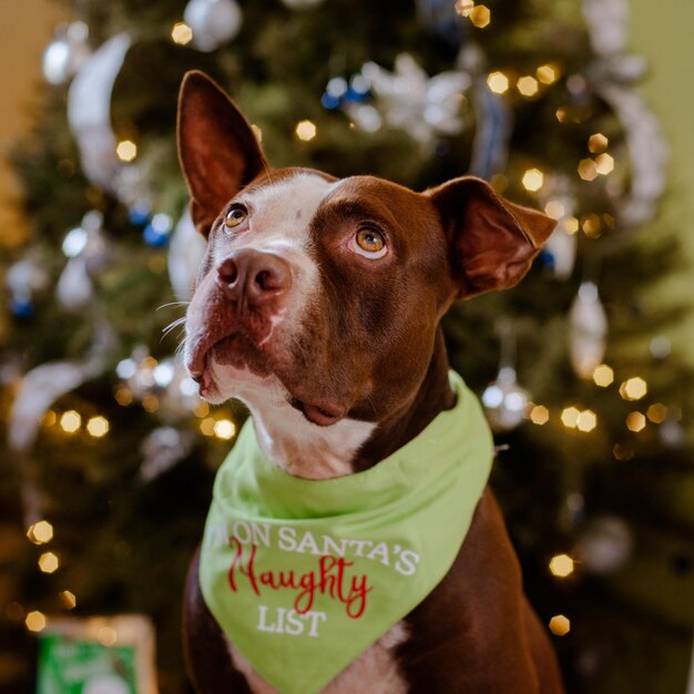 A dog wearing a green bandana that says santa's naughty list.