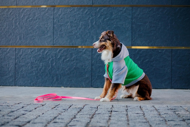 A dog wearing a green hoodie sits on a sidewalk in front of a blue wall.