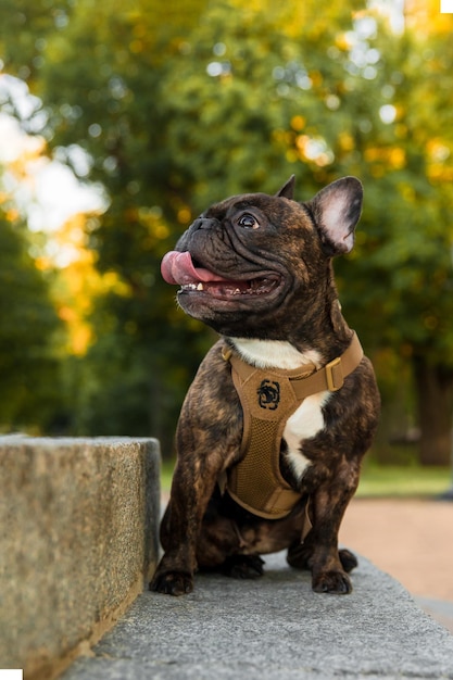 公園でハーネスをつけた犬