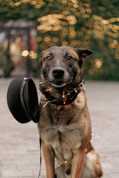 A dog wearing a hat and a collar