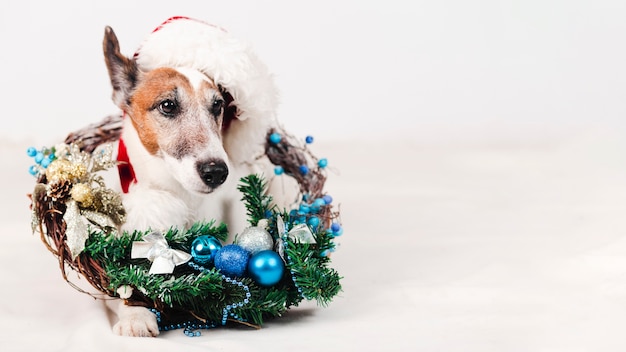 クリスマスの装飾と帽子をかぶっている犬